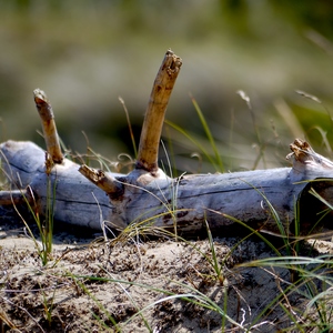 Bois bandé sur une plage - France  - collection de photos clin d'oeil, catégorie plantes